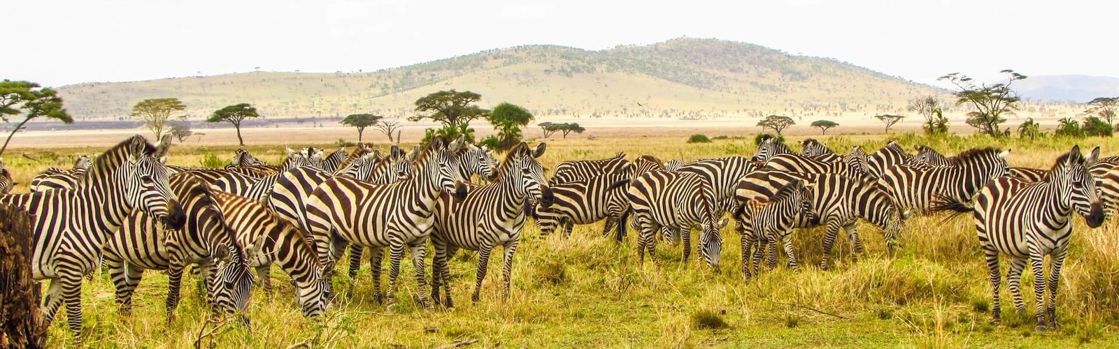 Africa – Amazing African Safari